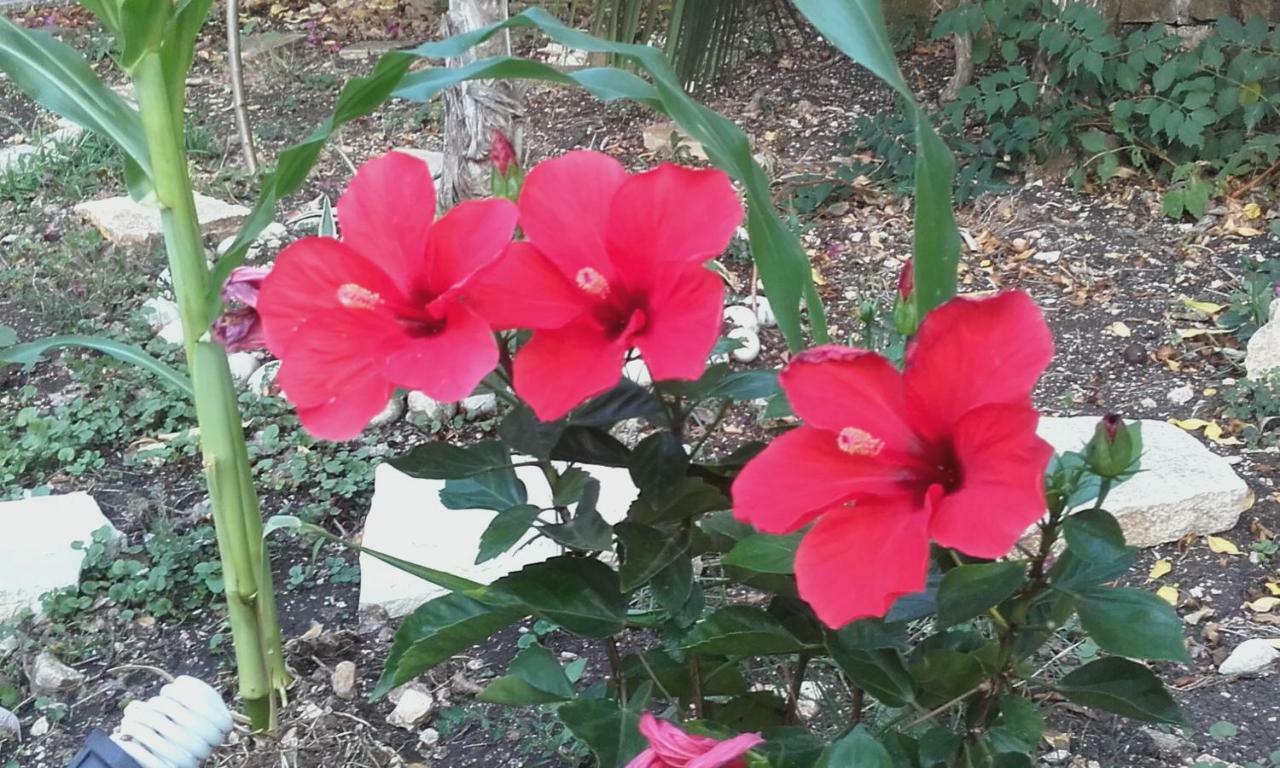 Arvanitakeika Villa Loulaki Magazia Paxi מראה חיצוני תמונה